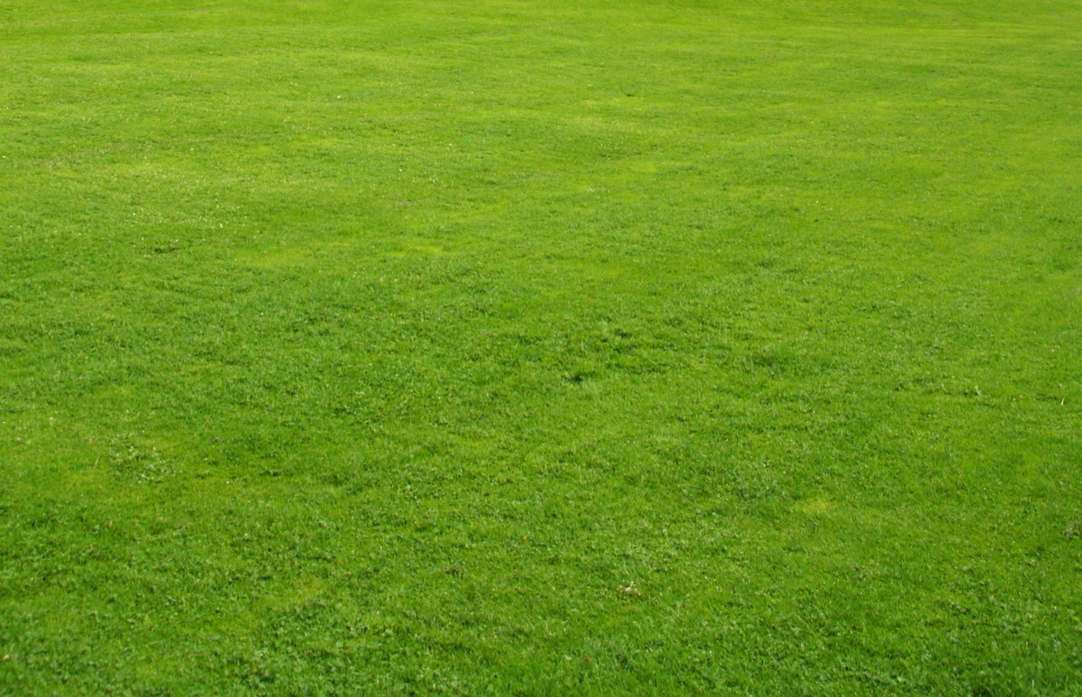 A well-maintained residential lawn, the kind of yard Guardian treats every week